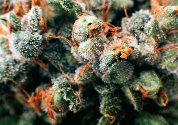 cannabis flower quality cannabis buds marijuana reliable weed retailer