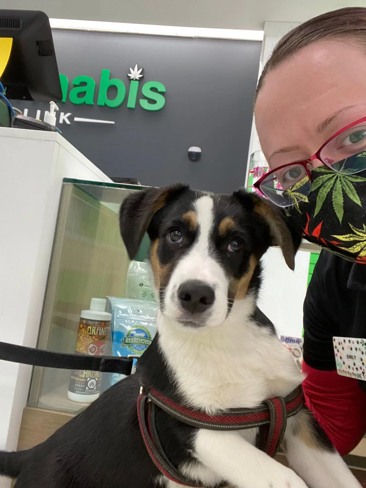 Cannabis Link Dispensary Puppy