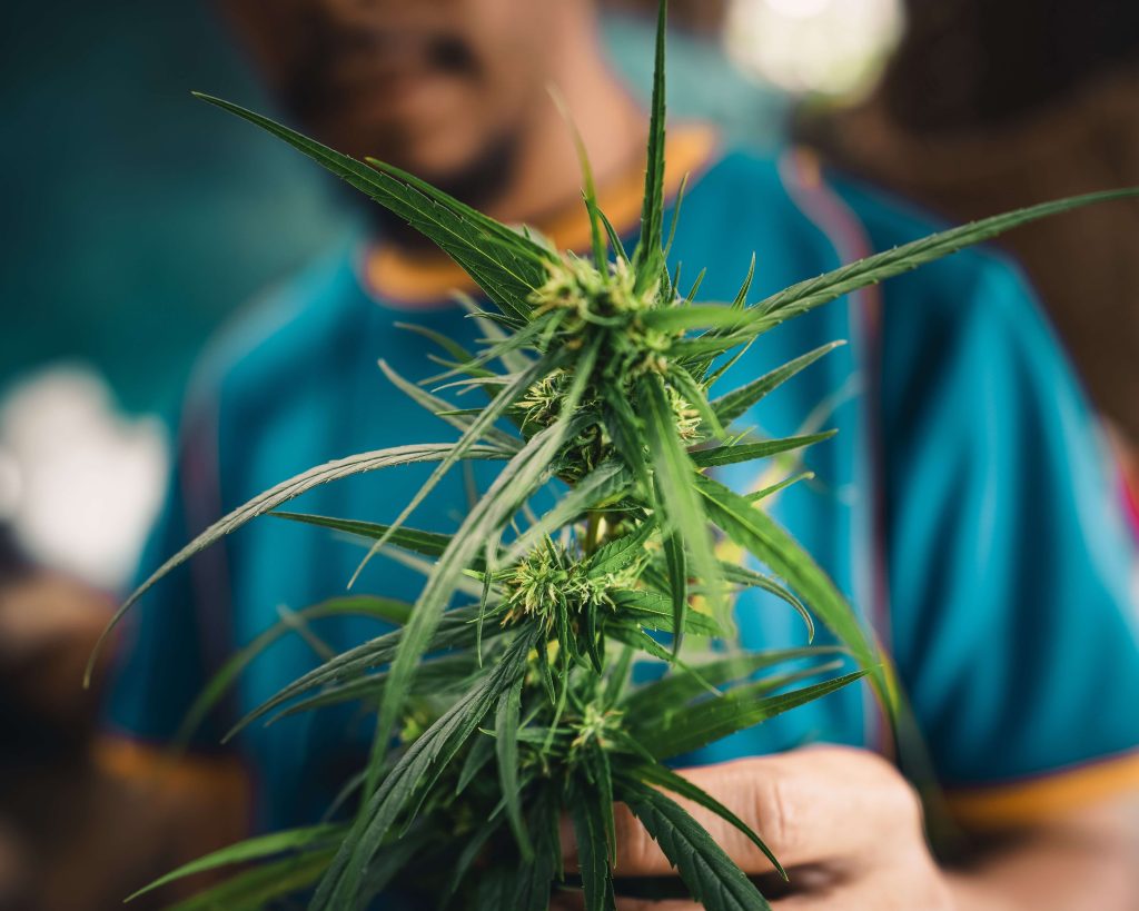 Macro cannabis flower with visible trichomes showing potency and freshness.