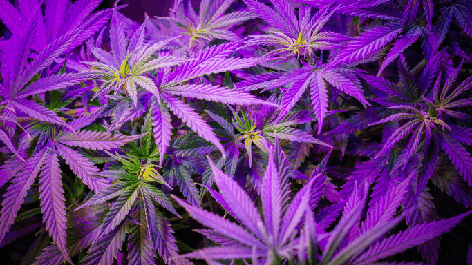 grand daddy purple cannabis strain