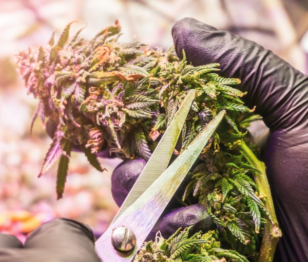 visual cue for the strain’s creamy fruit-leaning profile.